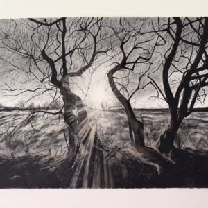 A walk to the Lilly Pond– Charcoal on Stonehenge Fine Art Paper (56x76cm)